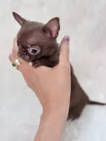 TCUP Mia, a female Chihuahua for sale in Crestline, CA – 4 of 4