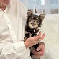 Michaela, a female Chihuahua for sale in Crestline, CA – Photo 2 of 5