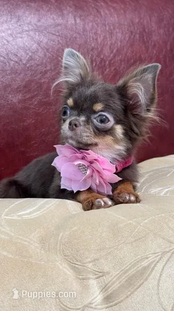 Michaela – Chihuahua puppy for sale in Crestline, CA