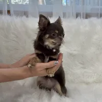 Michaela, a female Chihuahua for sale in Crestline, CA – Photo 5 of 5