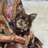 Michaela, a female Chihuahua for sale in Crestline, CA – Photo 4 of 5
