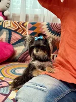 T-Cup Marsha, a female Yorkshire Terrier for sale in Crestline, CA – 3 of 4
