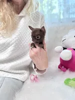 TCUP Mia, a female Chihuahua for sale in Crestline, CA – 2 of 4
