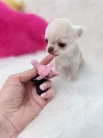 CLOUDY, a female Chihuahua for sale in Crestline, CA – 3 of 7