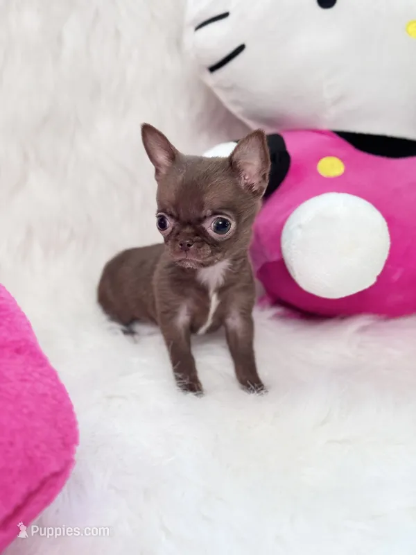 TCUP Mia – Chihuahua puppy for sale in Crestline, CA