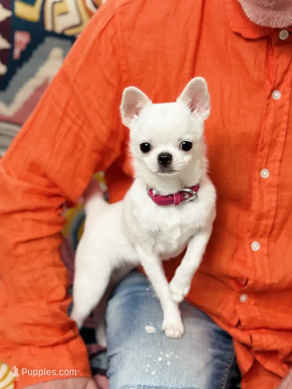 LUCY – Chihuahua puppy for sale in Crestline, CA