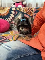 T-Cup Marsha, a female Yorkshire Terrier for sale in Crestline, CA – 2 of 4