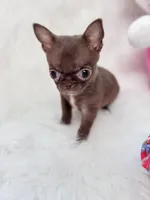 TCUP Mia, a female Chihuahua for sale in Crestline, CA – 3 of 4