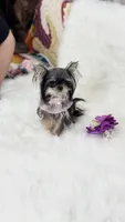 MICRO Marsha, a female Yorkshire Terrier for sale in Crestline, CA – 3 of 6