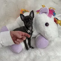 BASTiE TCup, a female Chihuahua for sale in Crestline, CA – Photo 4 of 6