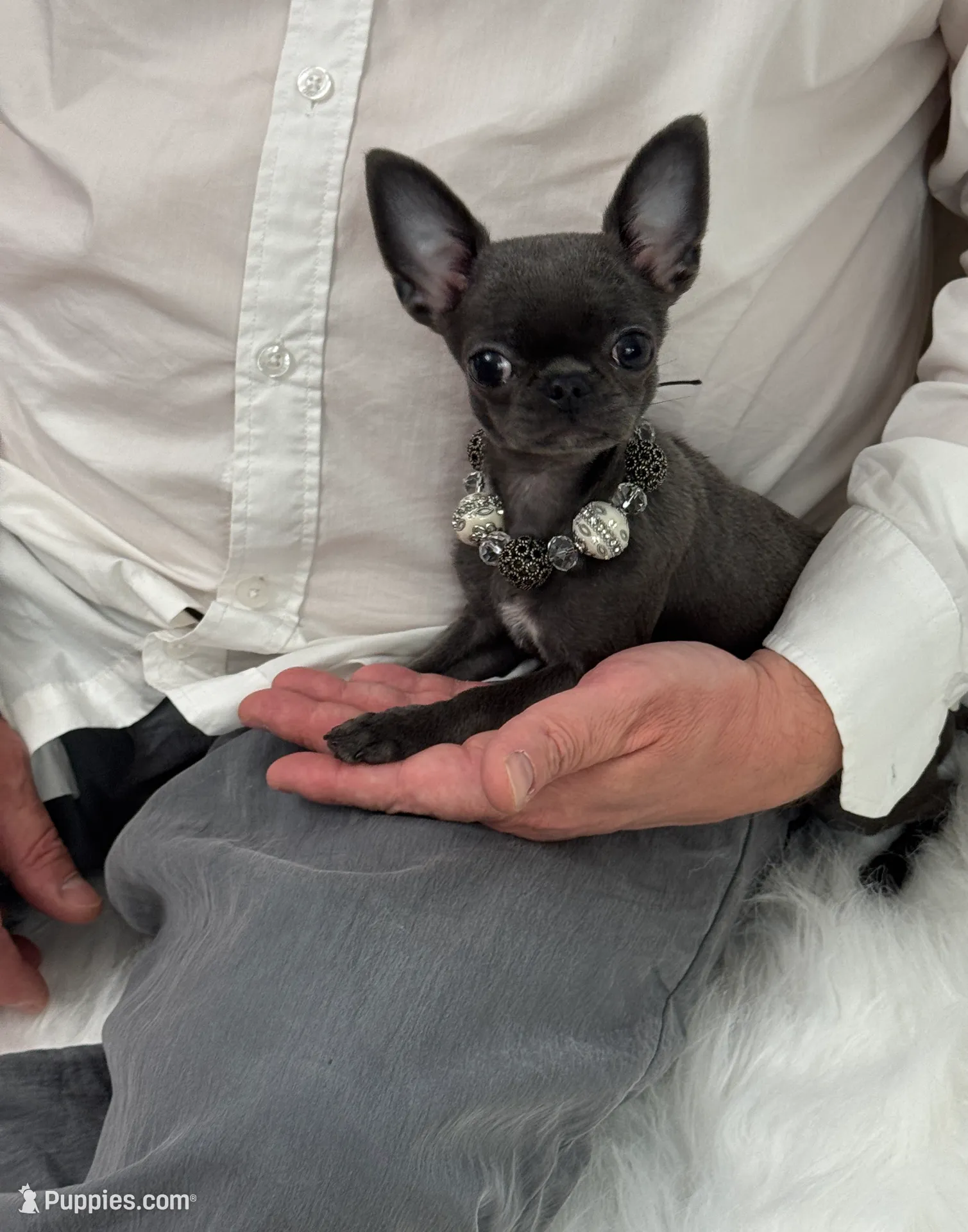 BASTiE TCup, a female Chihuahua for sale in Crestline, CA – Photo 1 of 6