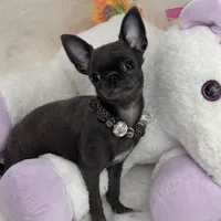 BASTiE TCup, a female Chihuahua for sale in Crestline, CA – Photo 2 of 6