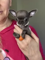 BASTiE TCup, a female Chihuahua for sale in Crestline, CA – Photo 6 of 6