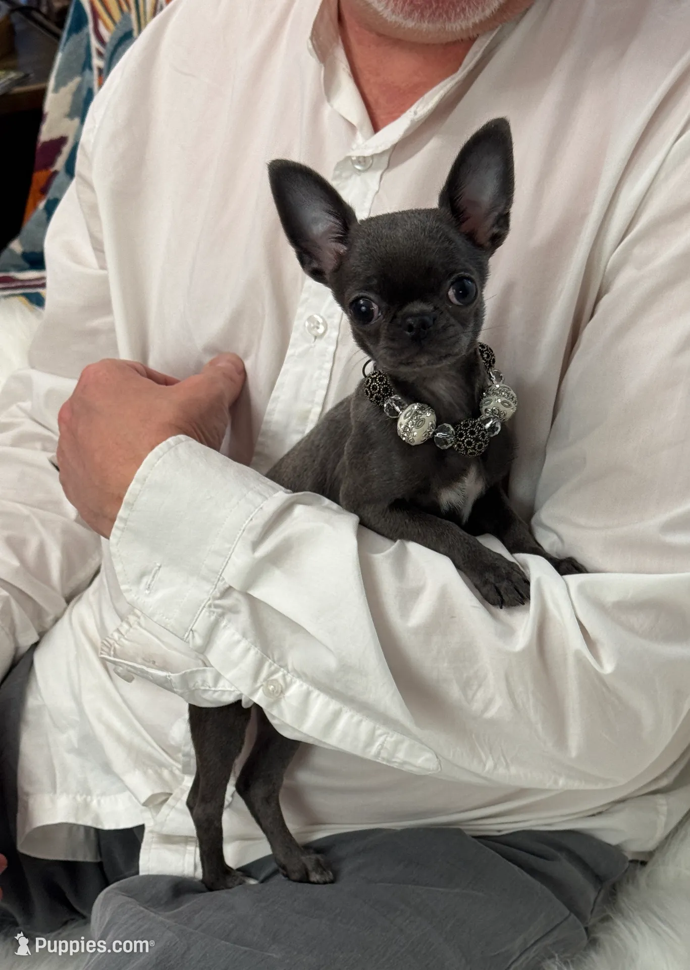 BASTiE TCup, a female Chihuahua for sale in Crestline, CA – Photo 3 of 6