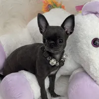 BASTiE TCup, a female Chihuahua for sale in Crestline, CA – Photo 5 of 6