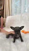GISELLE, a female Chihuahua for sale in Crestline, CA – 6 of 8
