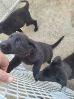 AKC Reg - German Shepherd Pink Collar - Princess, a female German Shepherd Dog for sale in Columbia, SC – Photo 4 of 5