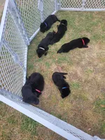 AKC Reg - German Shepherd Pink Collar - Princess, a female German Shepherd Dog for sale in Columbia, SC – Photo 3 of 5