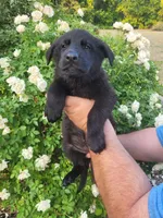 AKC Reg - German Shepherd Pink Collar - Princess, a female German Shepherd Dog for sale in Columbia, SC – Photo 1 of 5