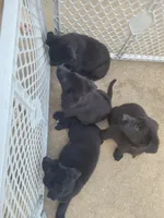 AKC Reg - German Shepherd Pink Collar - Princess, a female German Shepherd Dog for sale in Columbia, SC – Photo 5 of 5