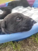 AKC Reg - German Shepherd Dark Blue Collar - Apollo, a male German Shepherd Dog for sale in Columbia, SC – Photo 2 of 4