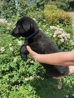 AKC Reg - German Shepherd Dark Blue Collar - Apollo, a male German Shepherd Dog for sale in Columbia, SC – 2 of 6