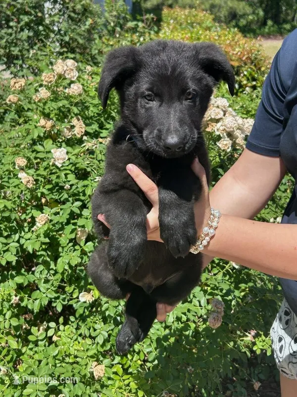 AKC Reg - German Shepherd Dark Blue Collar - Apollo – German Shepherd Dog puppy for sale in Columbia, SC