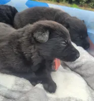 AKC Reg - German Shepherd Dark Blue Collar - Apollo, a male German Shepherd Dog for sale in Columbia, SC – Photo 3 of 4