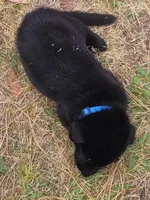 AKC Reg - German Shepherd Dark Blue Collar - Apollo, a male German Shepherd Dog for sale in Columbia, SC – Photo 1 of 4