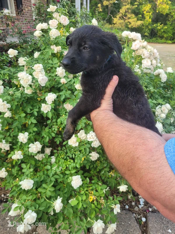 AKC Reg - German Shepherd Light Blue Collar - Lexi  – German Shepherd Dog puppy for sale in Columbia, SC