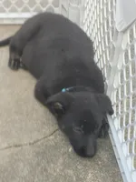 AKC Reg - German Shepherd Light Blue Collar - Lexi , a female German Shepherd Dog for sale in Columbia, SC – Photo 3 of 6