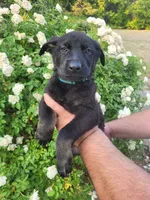 AKC Reg - German Shepherd Light Blue Collar - Lexi , a female German Shepherd Dog for sale in Columbia, SC – Photo 2 of 6