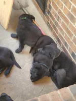 AKC Reg - German Shepherd Light Blue Collar - Lexi , a female German Shepherd Dog for sale in Columbia, SC – Photo 4 of 6