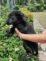 AKC Reg - German Shepherd Red Collar - Soda, a male German Shepherd Dog for sale in Columbia, SC – 2 of 5