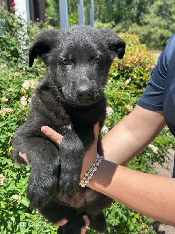 AKC Reg - German Shepherd Red Collar - Soda – German Shepherd Dog puppy for sale in Columbia, SC