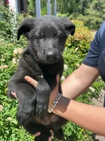 AKC Reg - German Shepherd Red Collar - Soda, a male German Shepherd Dog for sale in Columbia, SC – 1 of 5