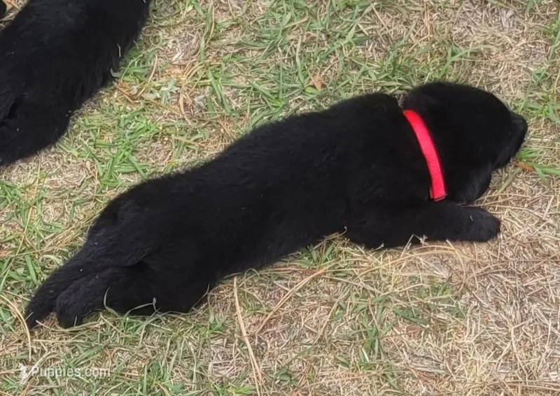 AKC Reg - German Shepherd Red Collar - Soda – German Shepherd Dog puppy for sale in Columbia, SC