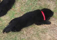 AKC Reg - German Shepherd Red Collar - Soda, a male German Shepherd Dog for sale in Columbia, SC – Photo 1 of 2