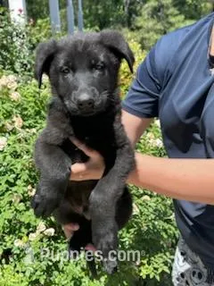 AKC Reg - German Shepherd Green Collar - Jax – German Shepherd Dog puppy for sale in Columbia, SC