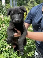 AKC Reg - German Shepherd Green Collar - Jax, a male German Shepherd Dog for sale in Columbia, SC – 1 of 6