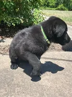 AKC Reg - German Shepherd Green Collar - Jax, a male German Shepherd Dog for sale in Columbia, SC – 2 of 6
