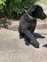 AKC Reg - German Shepherd Green Collar - Jax, a male German Shepherd Dog for sale in Columbia, SC – 4 of 6