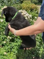 AKC Reg - German Shepherd Green Collar - Jax, a male German Shepherd Dog for sale in Columbia, SC – 3 of 6