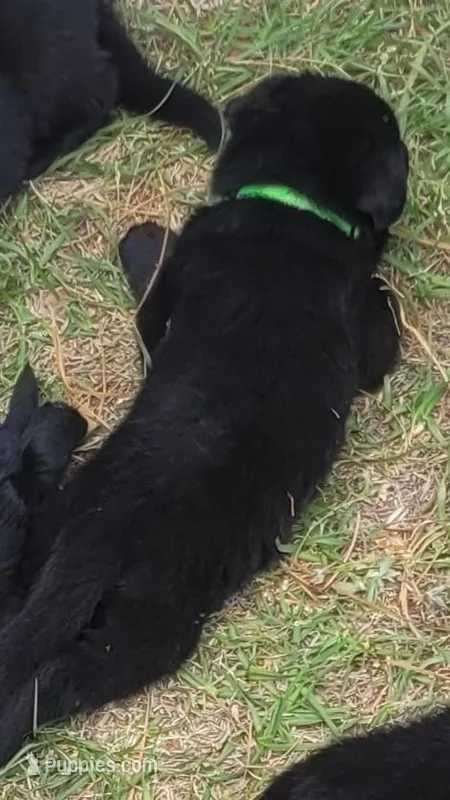 AKC Reg - German Shepherd Green Collar - Jax – German Shepherd Dog puppy for sale in Columbia, SC