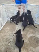 AKC Reg - German Shepherd White Collar - Two Socks, a female German Shepherd Dog for sale in Columbia, SC – Photo 4 of 4