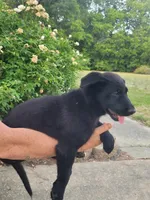 AKC Reg - German Shepherd White Collar - Midnight, a female German Shepherd Dog for sale in Columbia, SC – 1 of 4