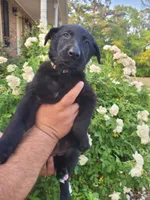 AKC Reg - German Shepherd White Collar - Two Socks, a female German Shepherd Dog for sale in Columbia, SC – Photo 1 of 4