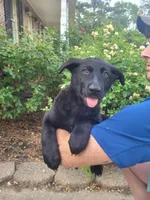 AKC Reg - German Shepherd White Collar - Midnight, a female German Shepherd Dog for sale in Columbia, SC – 2 of 4