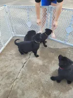 AKC Reg - German Shepherd White Collar - Two Socks, a female German Shepherd Dog for sale in Columbia, SC – Photo 3 of 4