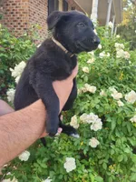 AKC Reg - German Shepherd White Collar - Two Socks, a female German Shepherd Dog for sale in Columbia, SC – Photo 2 of 4